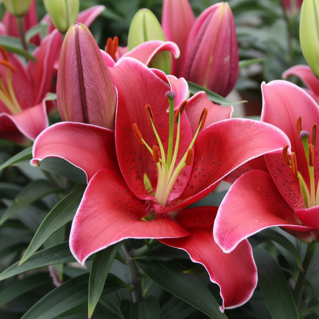 Lilium 'Lily Looks Sunny Keys'