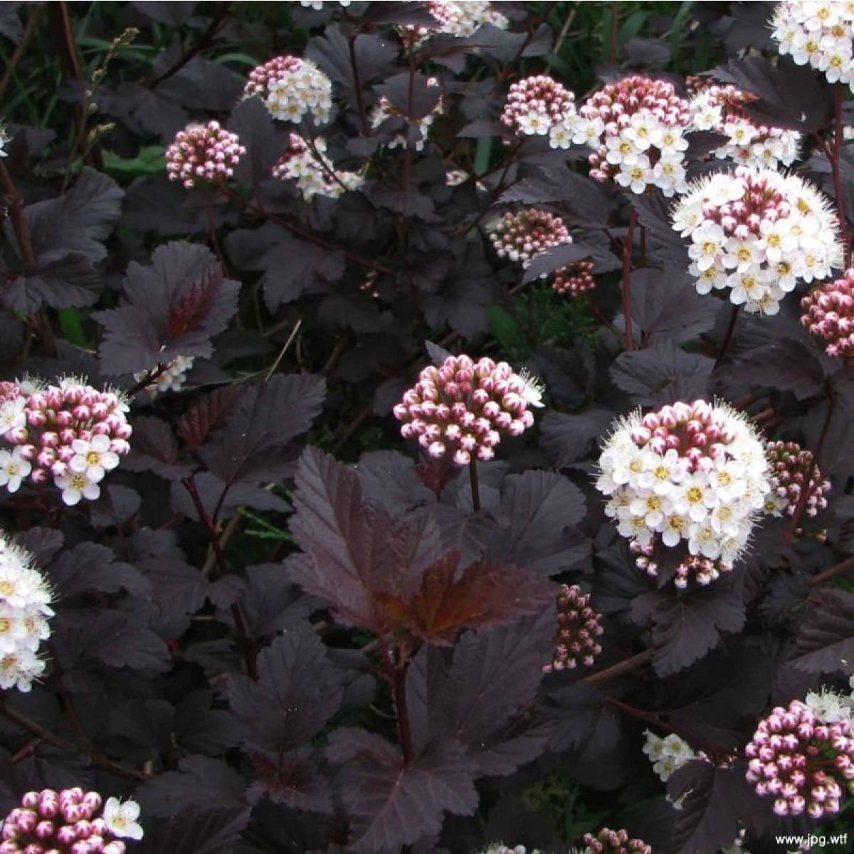 Physocarpus opulifolius 'Diabolo'