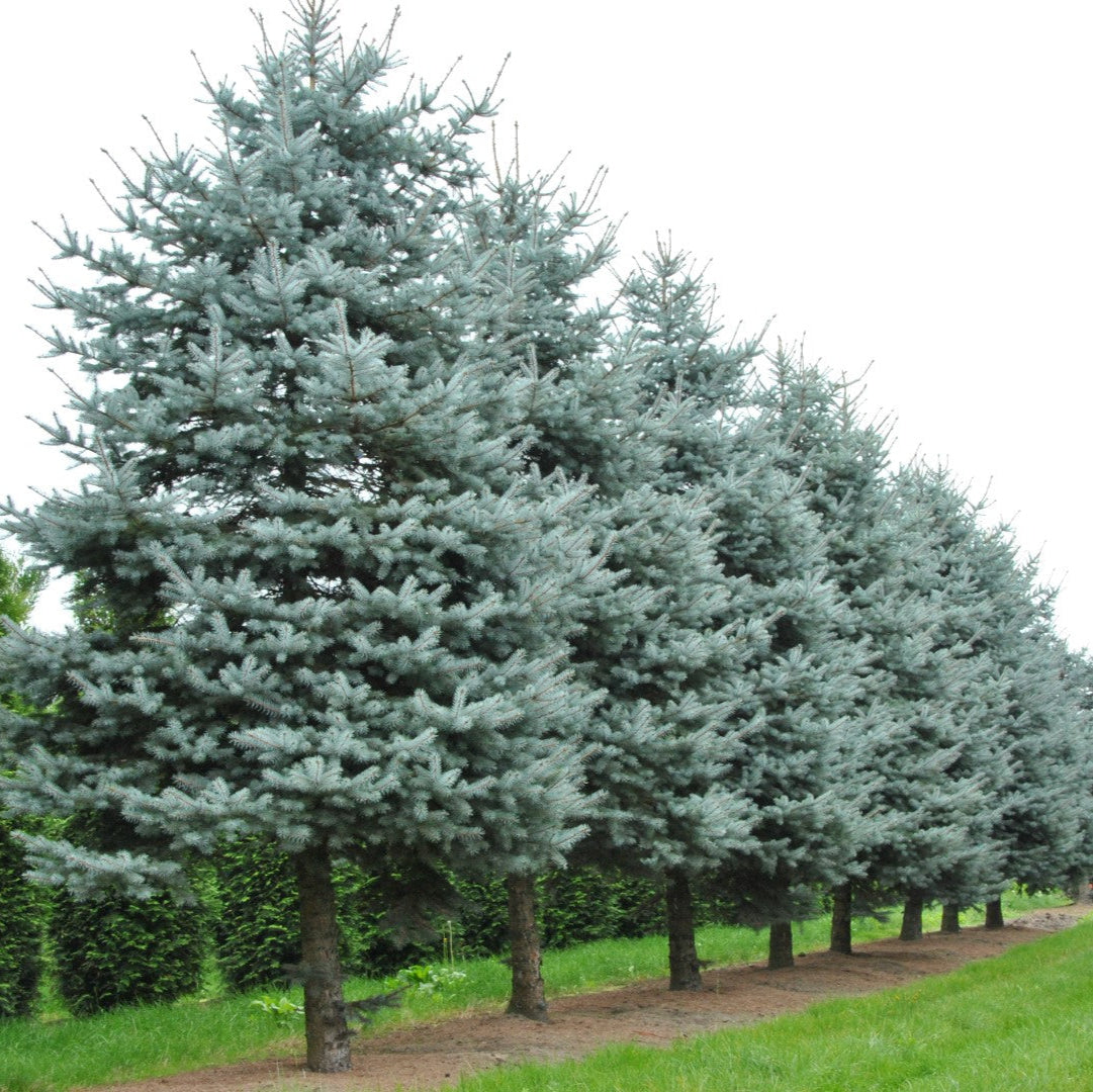 Picea pungens 'Blue Diamond'
