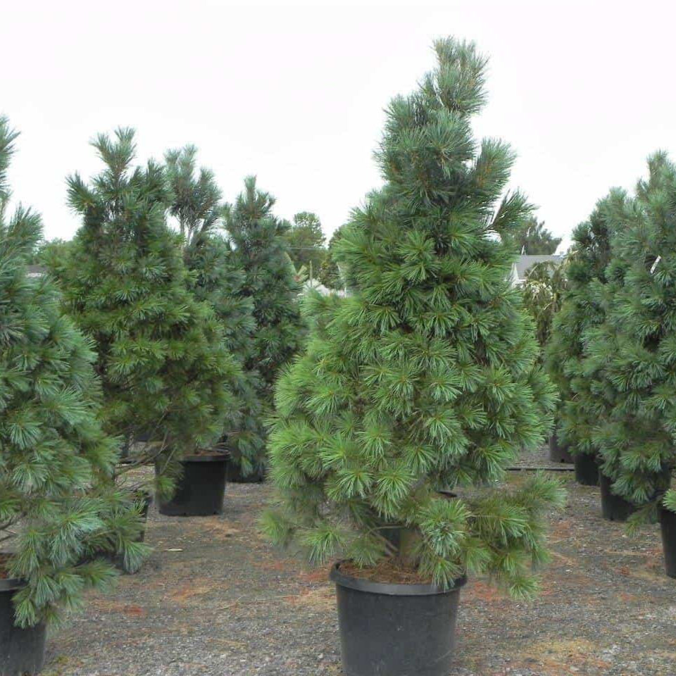 Pinus flexilis 'Vanderwolf's' (Pyramidale)
