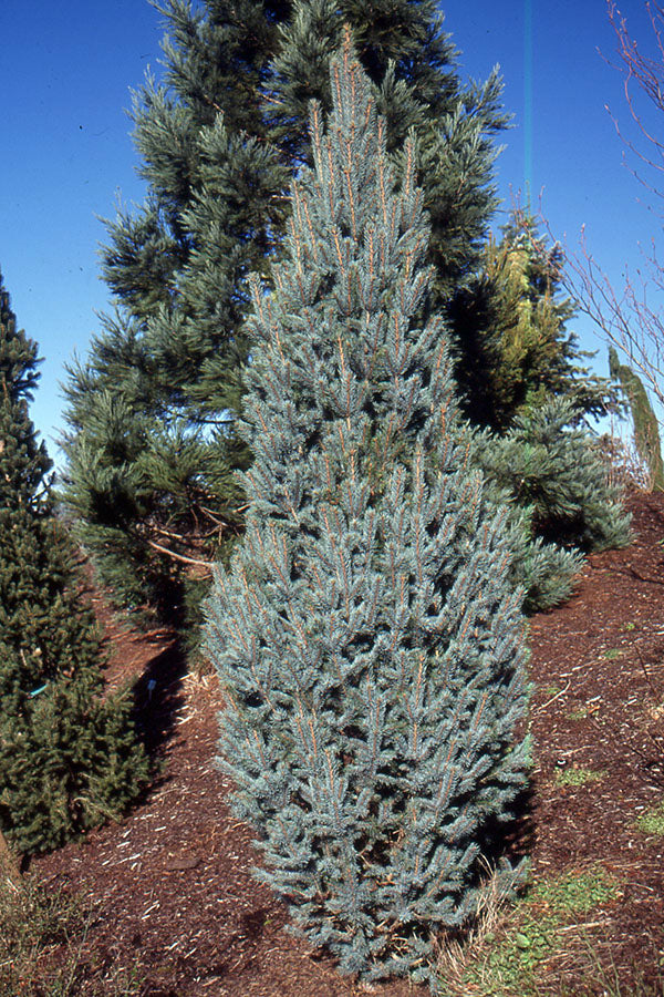 Picea pungens 'Fastigiata'