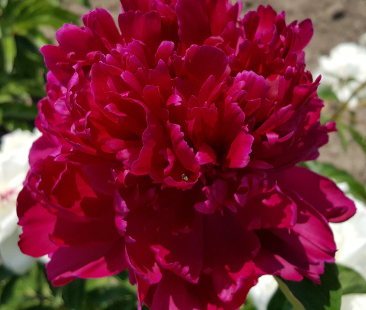 Paeonia lactiflora 'Sang Gaulois'