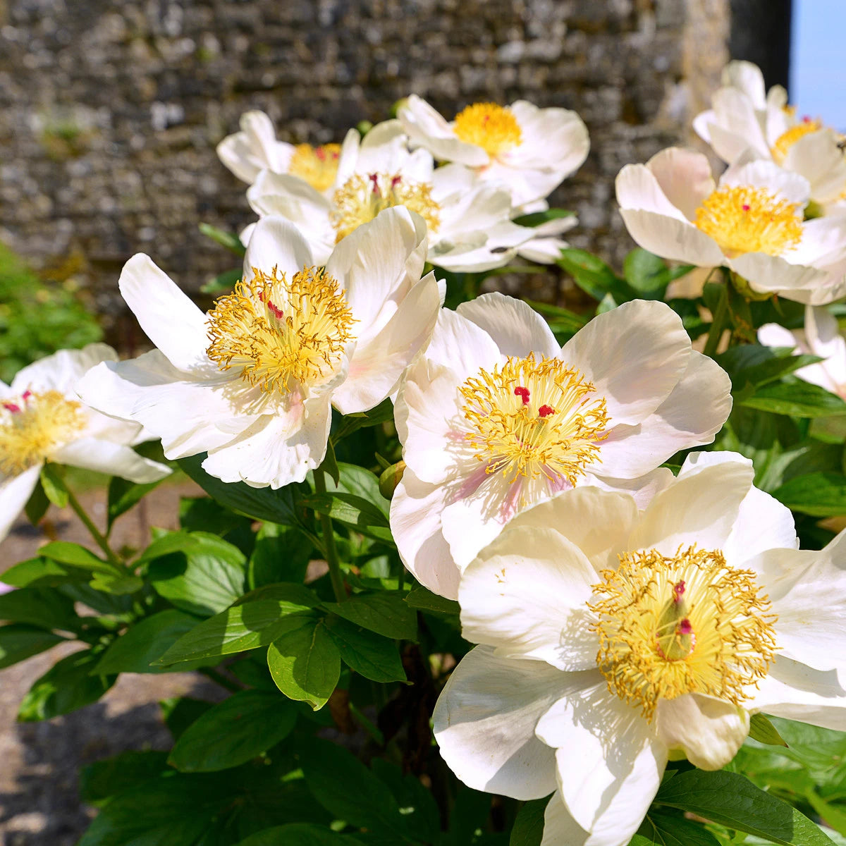 Paeonia 'Patio Dublin'