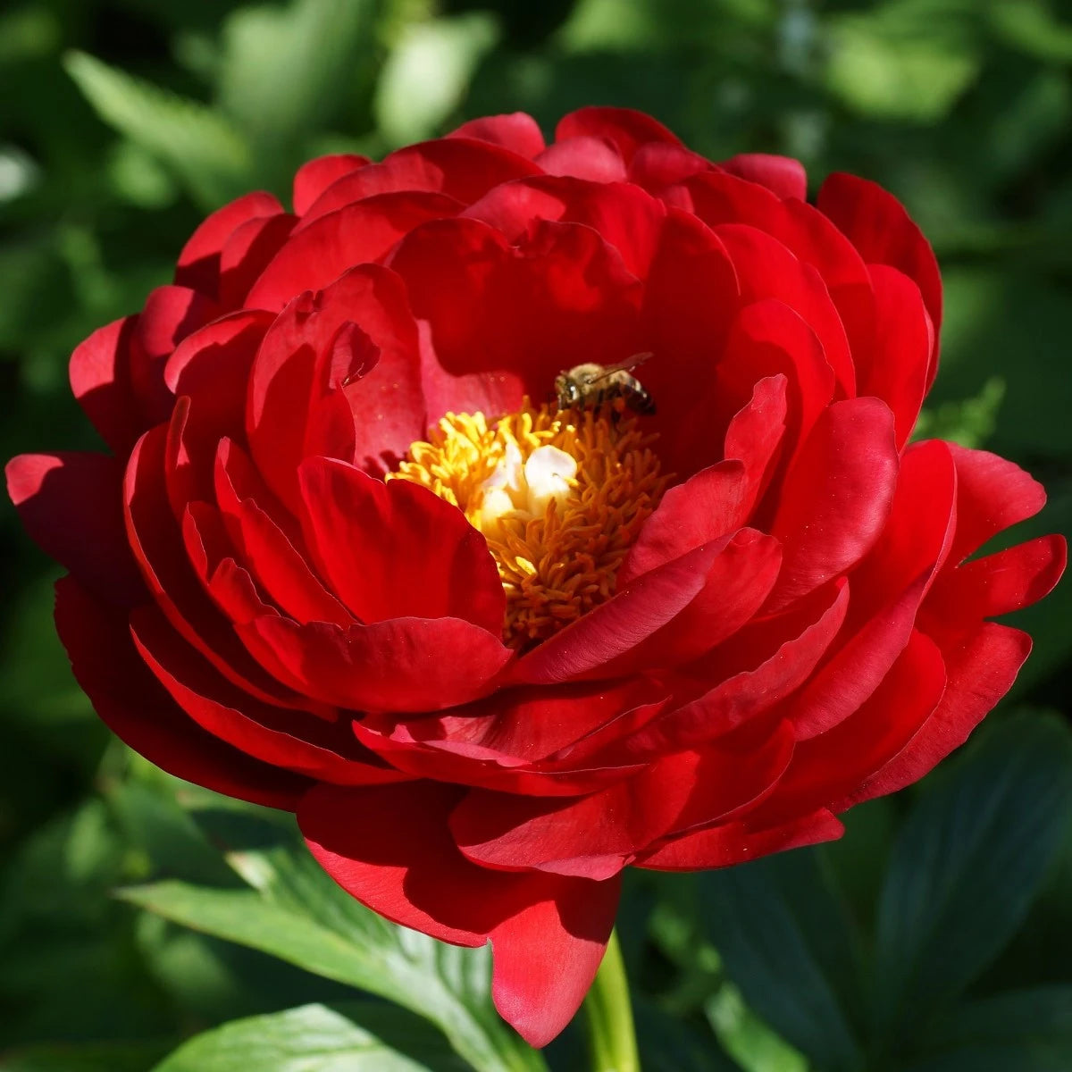 Paeonia 'Patio Moscow'