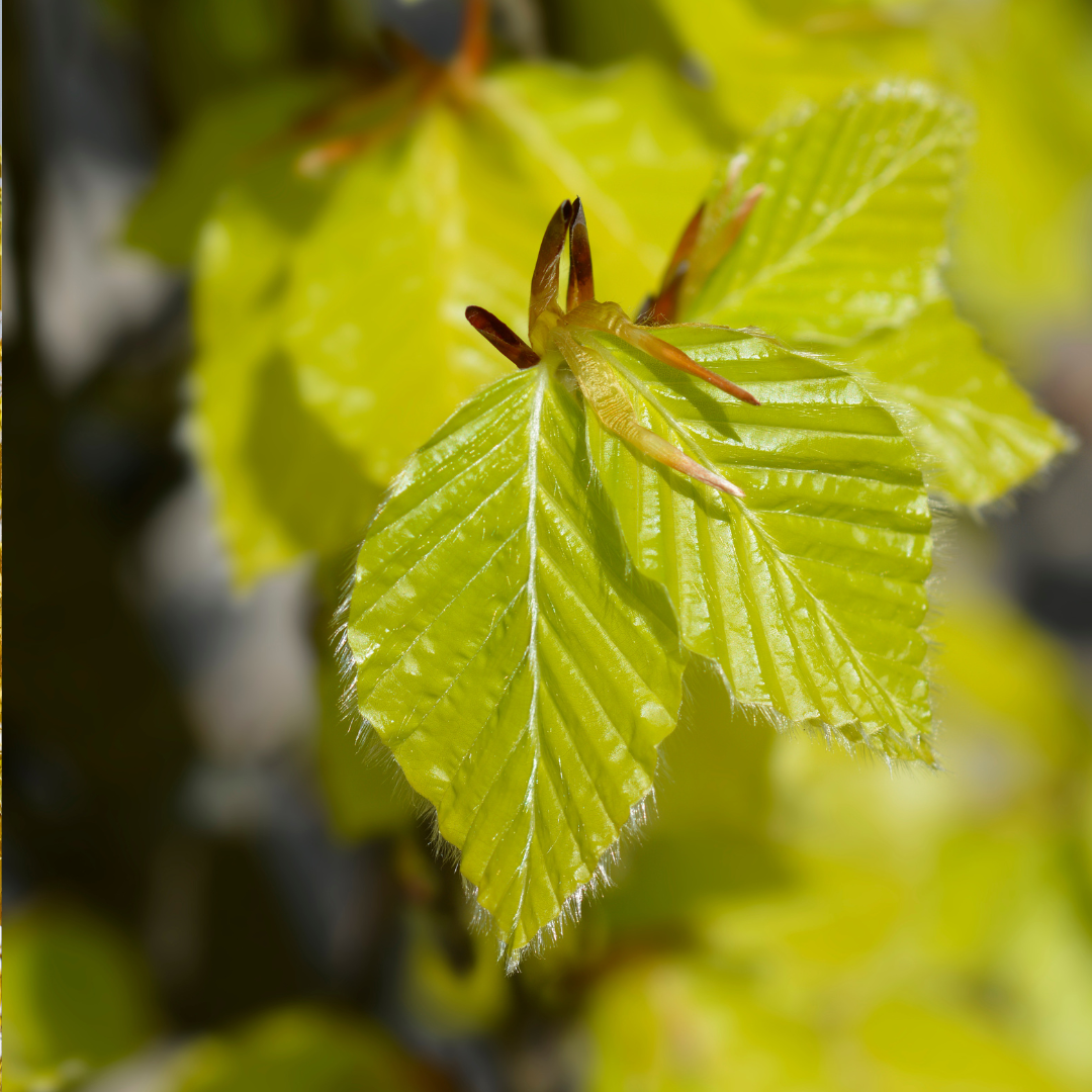 Fagus sylvatica 'Dawyck Gold'
