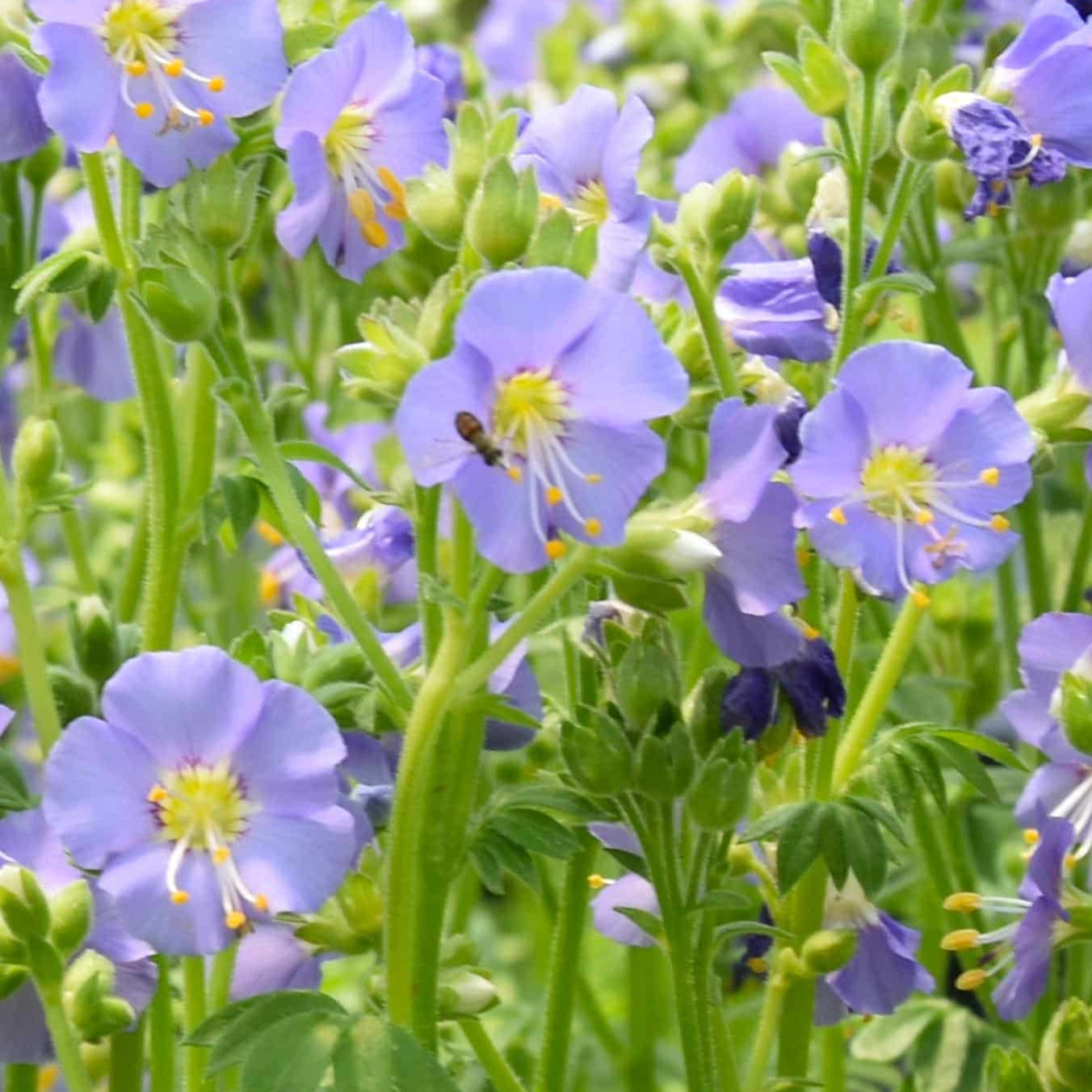 Polemonium boreale 'Heavenly Habit'