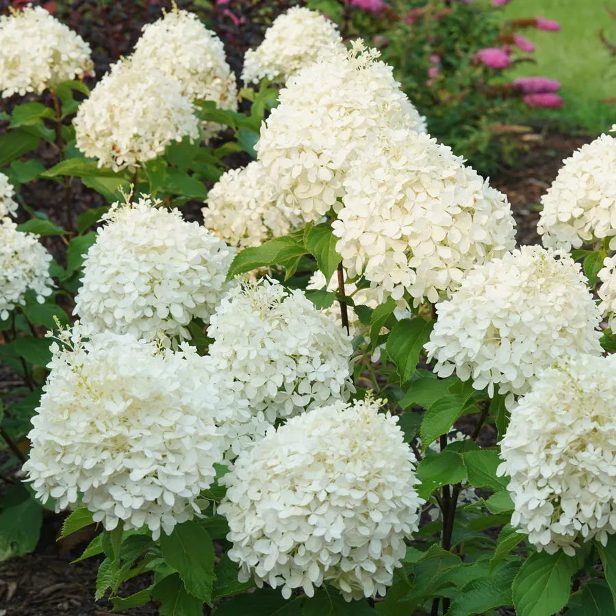 Hydrangea paniculata 'Puffer Fish'