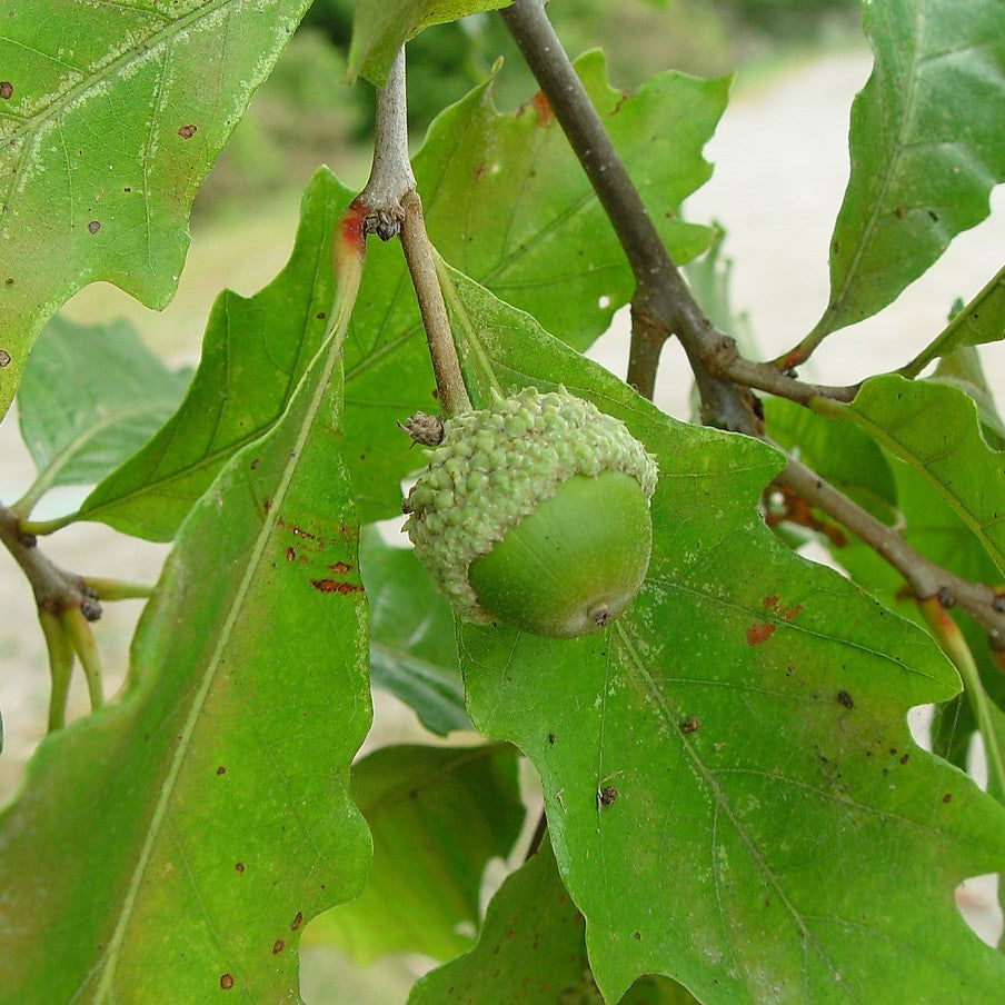Quercus bicolor