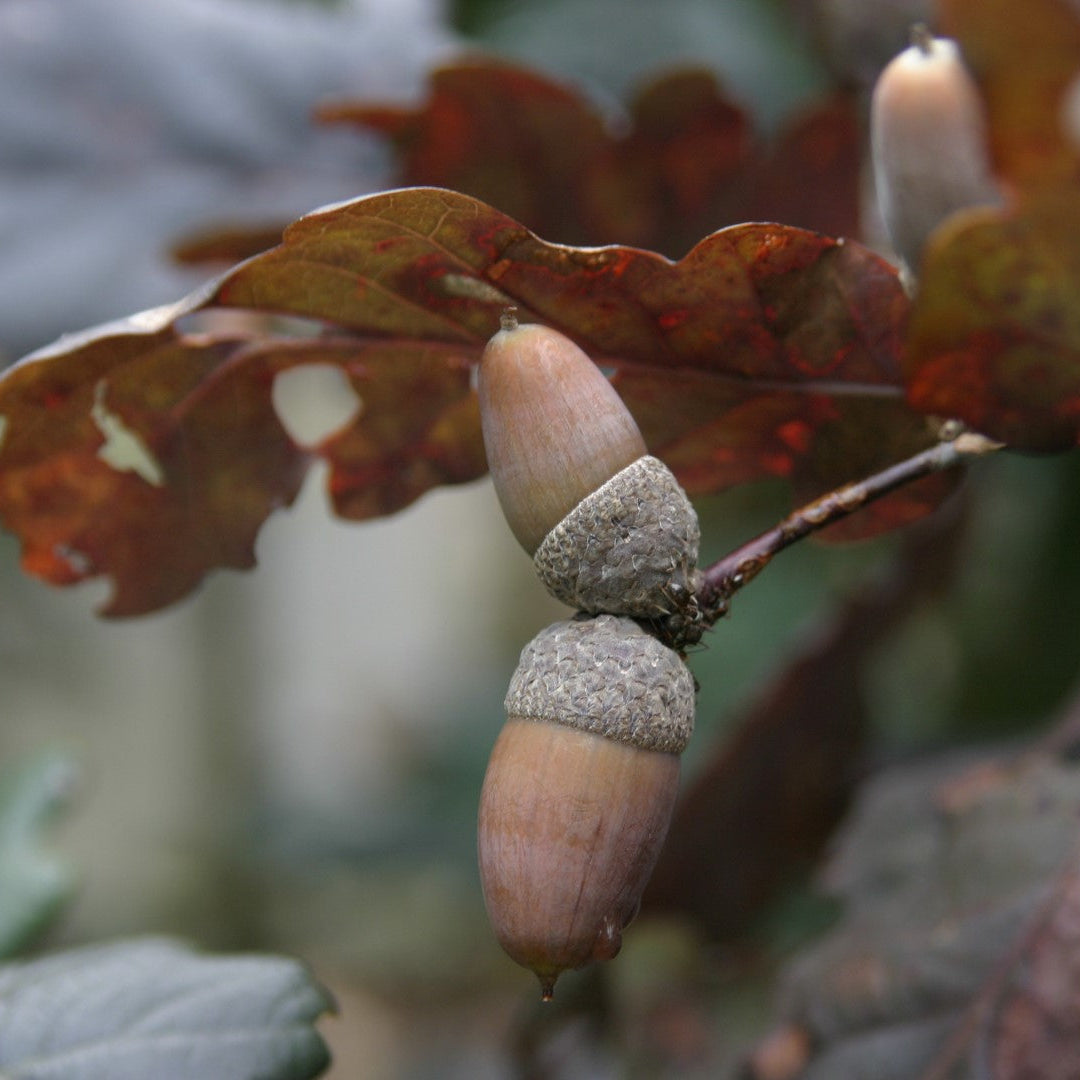 Quercus robur 'Timuki'