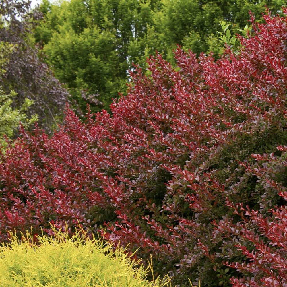 Berberis thunbergii 'Cherry Bomb'