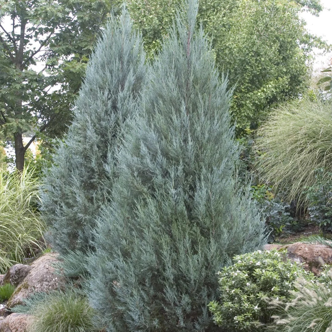 Juniperus scopulorum 'Moonglow'