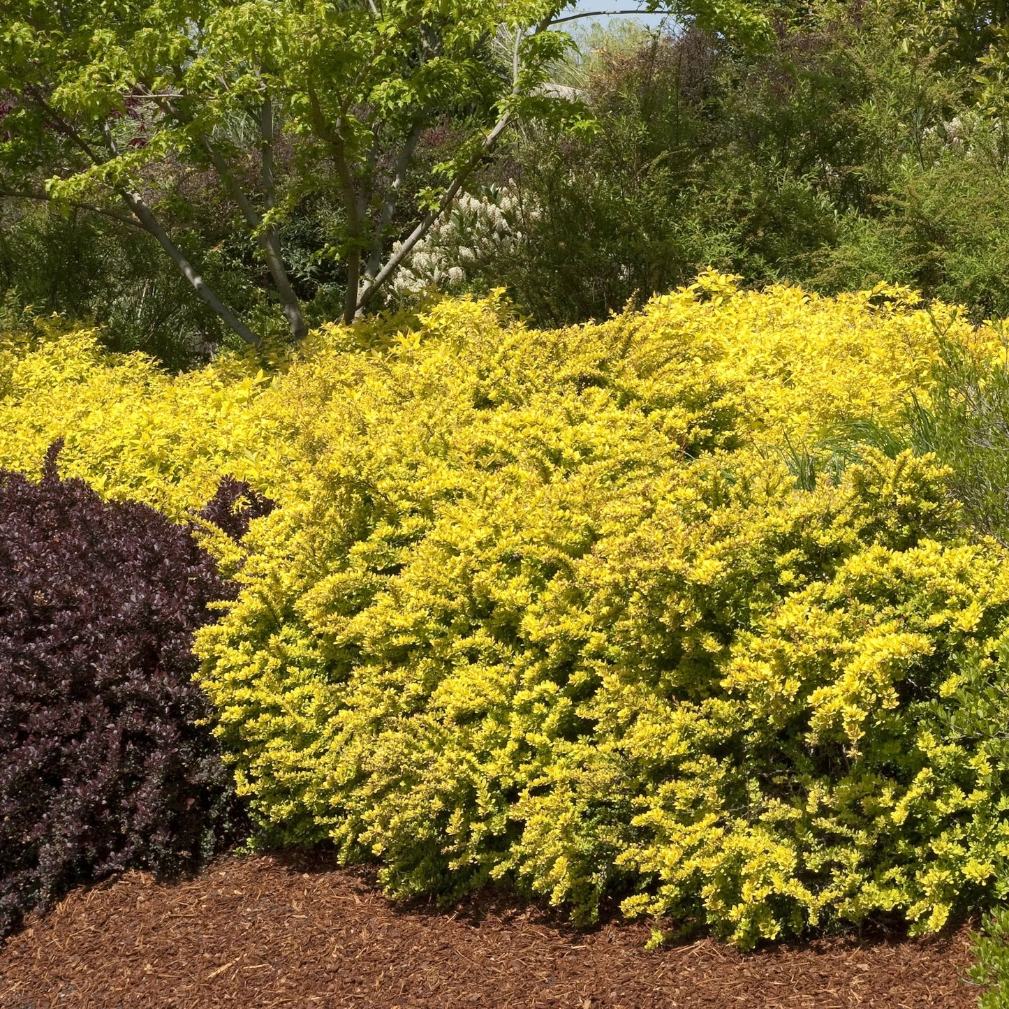 Berberis thunbergii 'Sunsation'