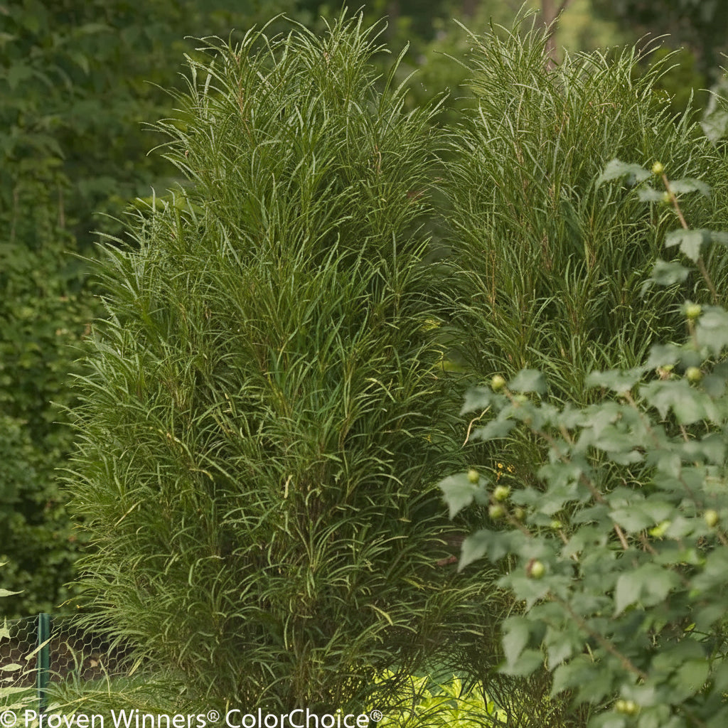 Rhamnus frangula 'Straight Line'