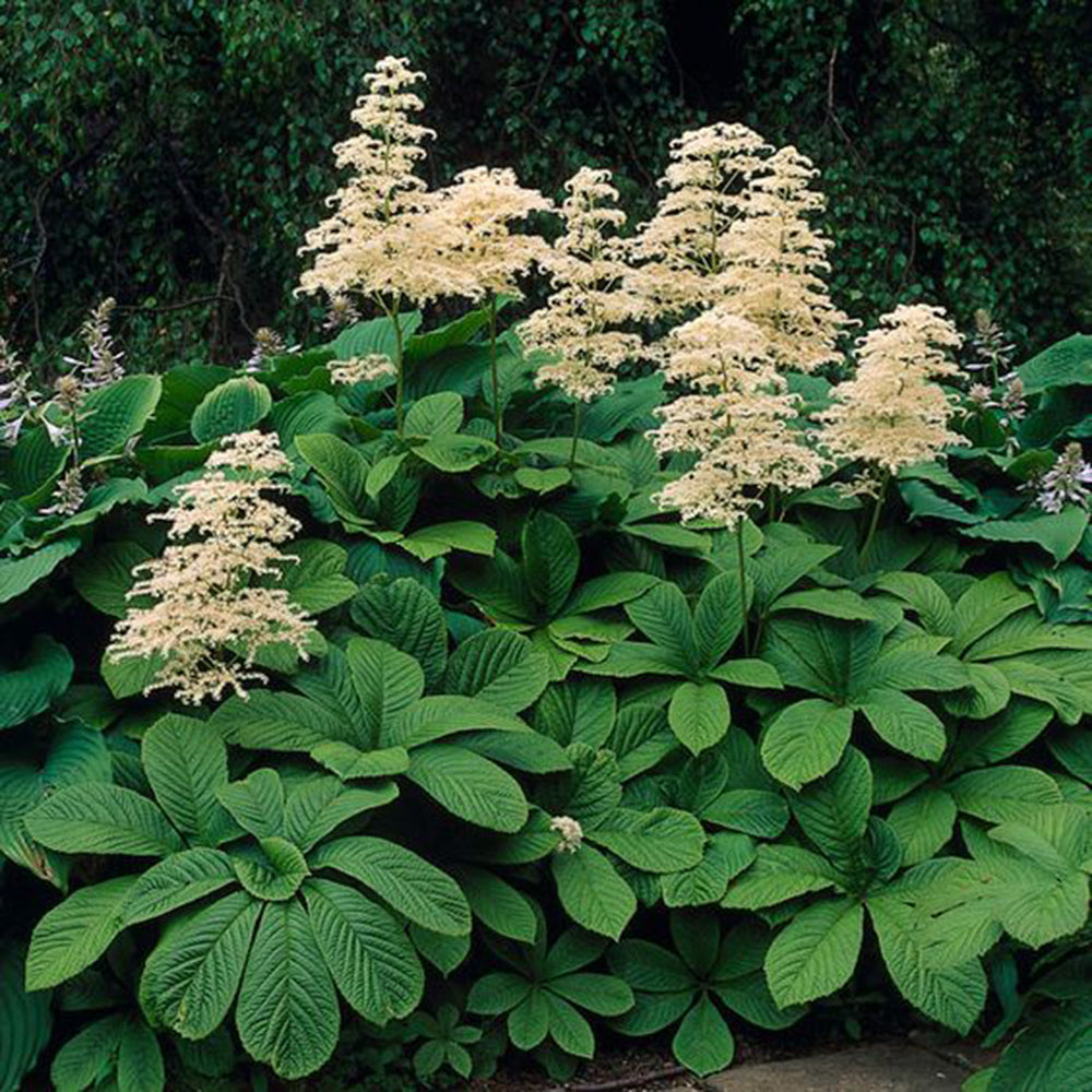 Rodgersia aesculifolia