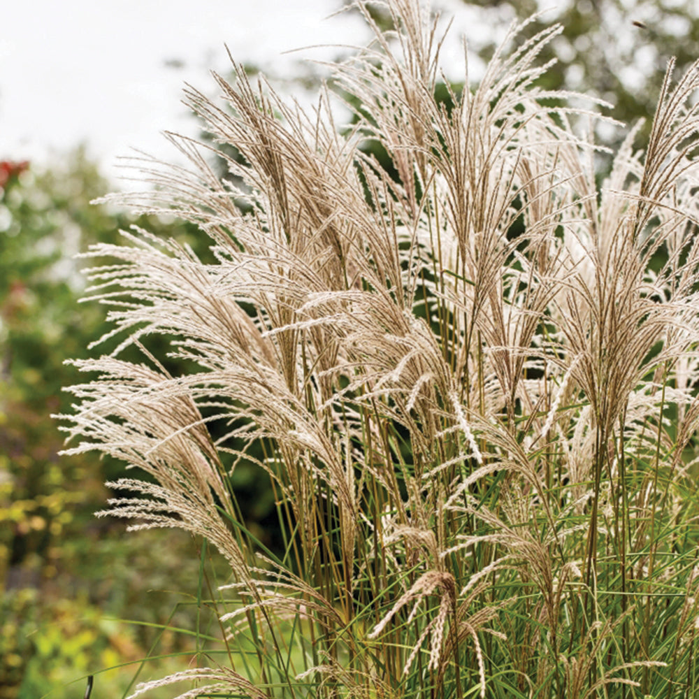 Miscanthus sinensis 'Kleine Fontaine'