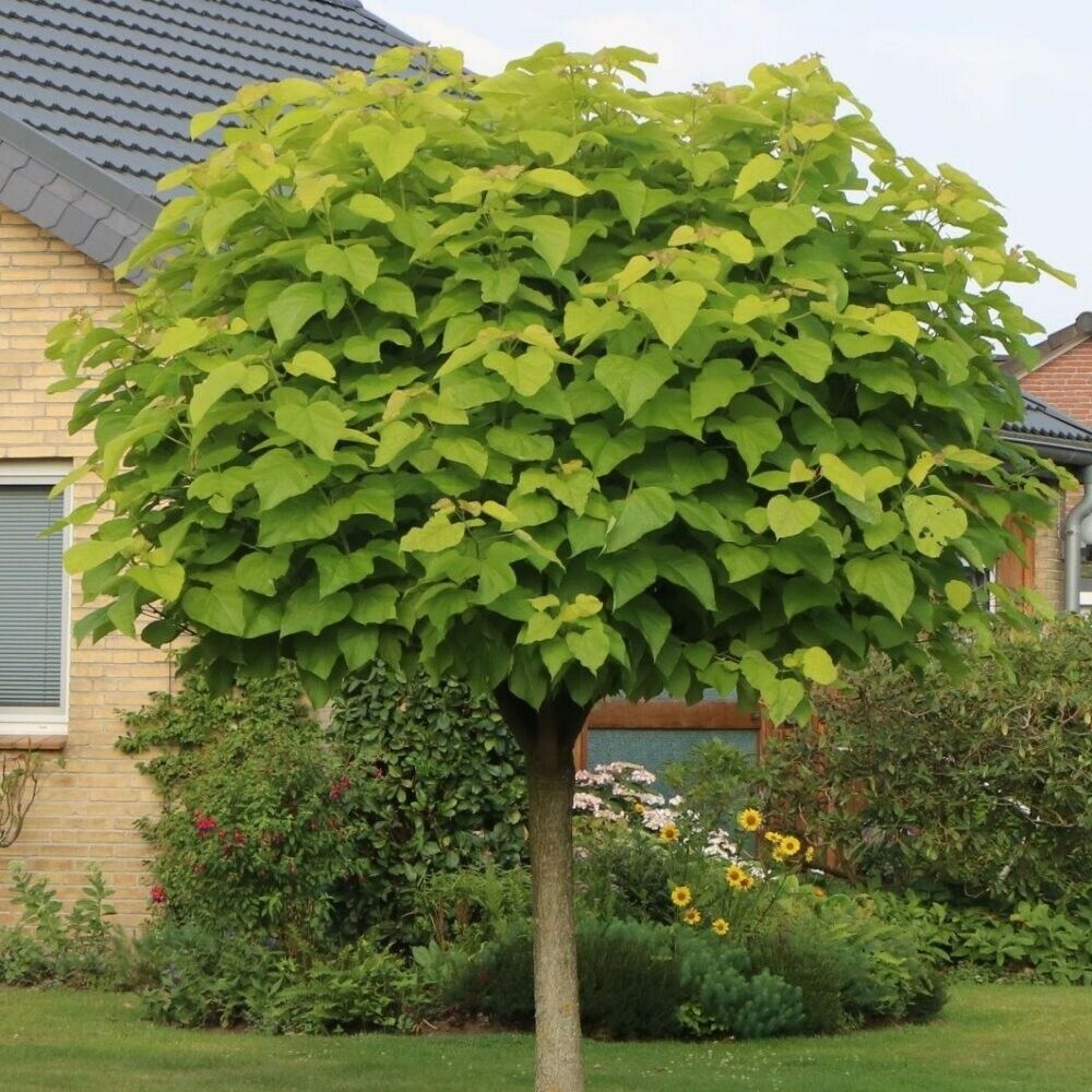 Catalpa bignonioides 'Nana'