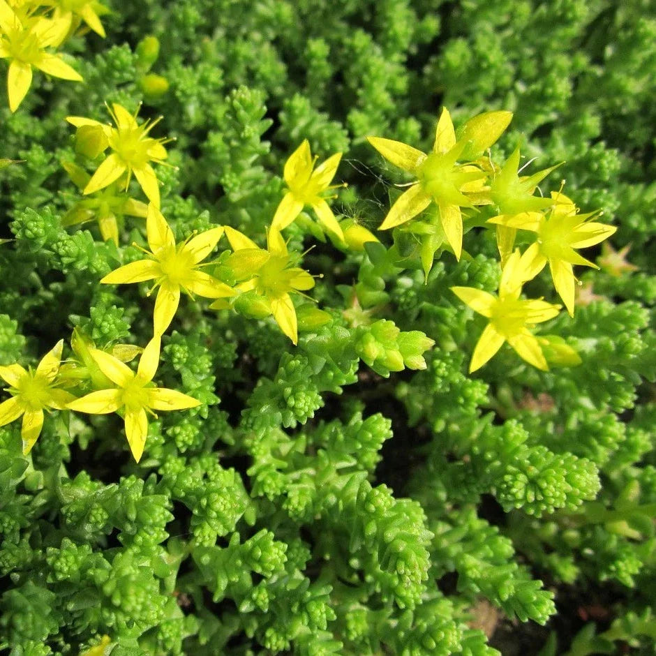 Sedum acre