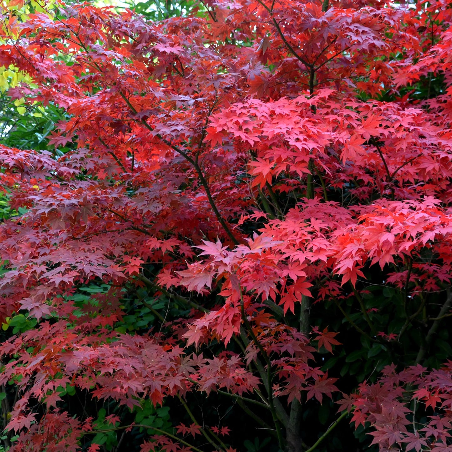 Acer palmatum 'Bloodgood'