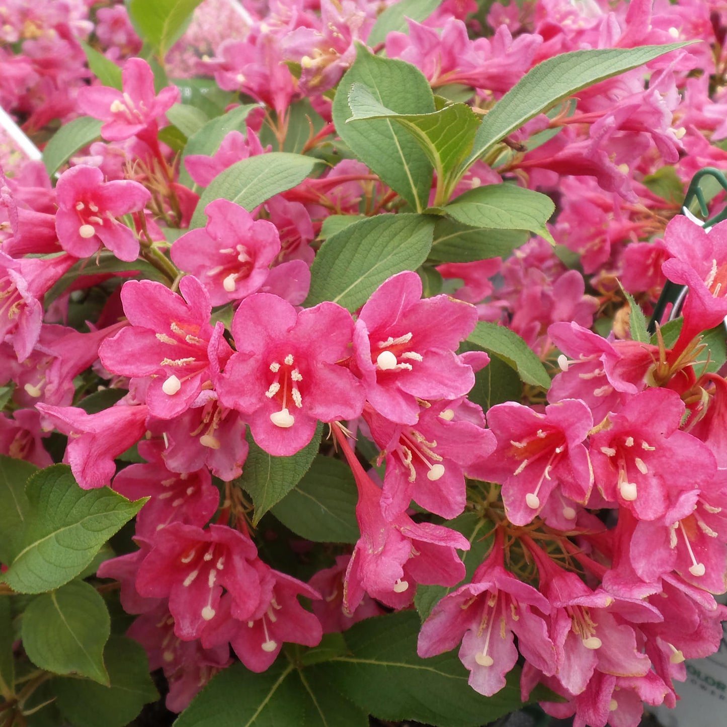 Weigela florida 'Sonic Bloom Wine'