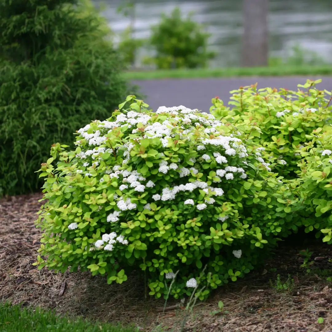 Spiraea betulifolia 'Glow Girl'