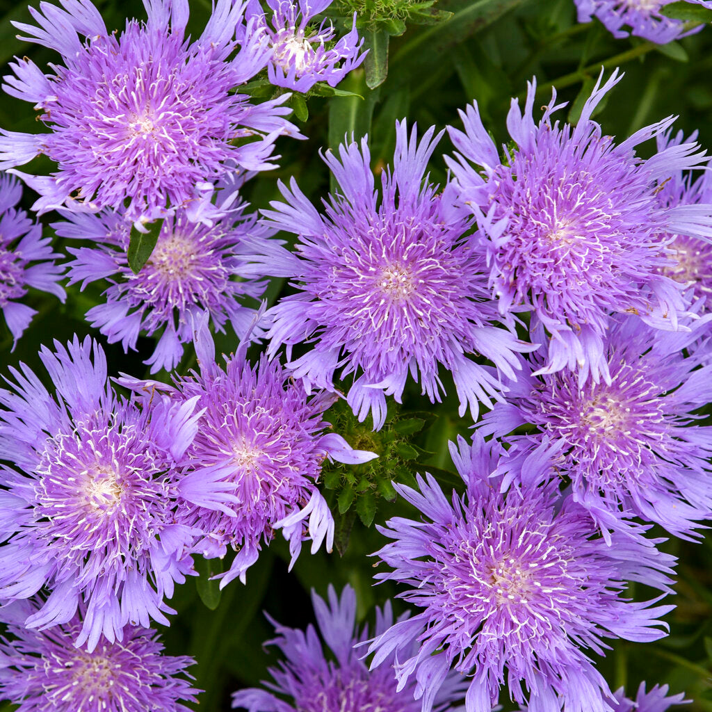 Stokesia laevis 'Riptide' (Totally Stoked)