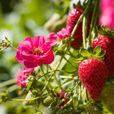 Fragaria (fraisier) Summer Breeze Rose