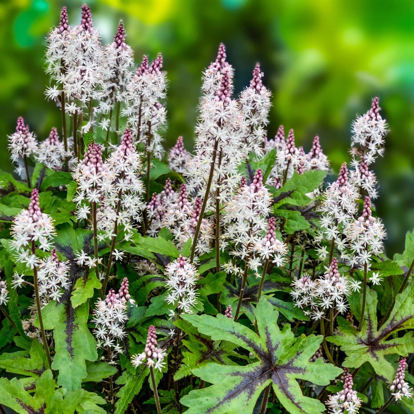 Tiarella 'Sugar and Spice'