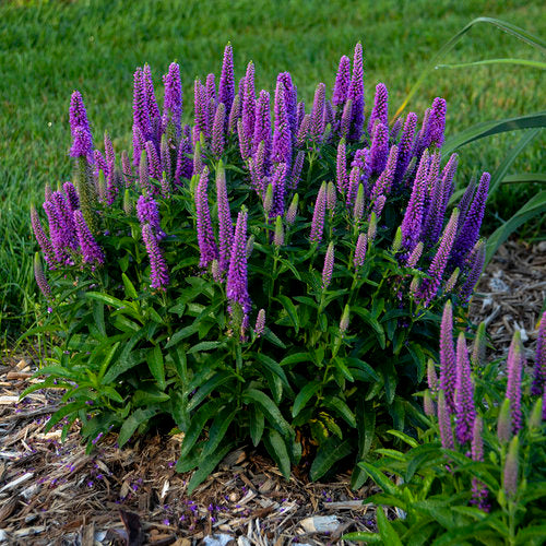 Veronica 'Magic Show Purple Illusion'
