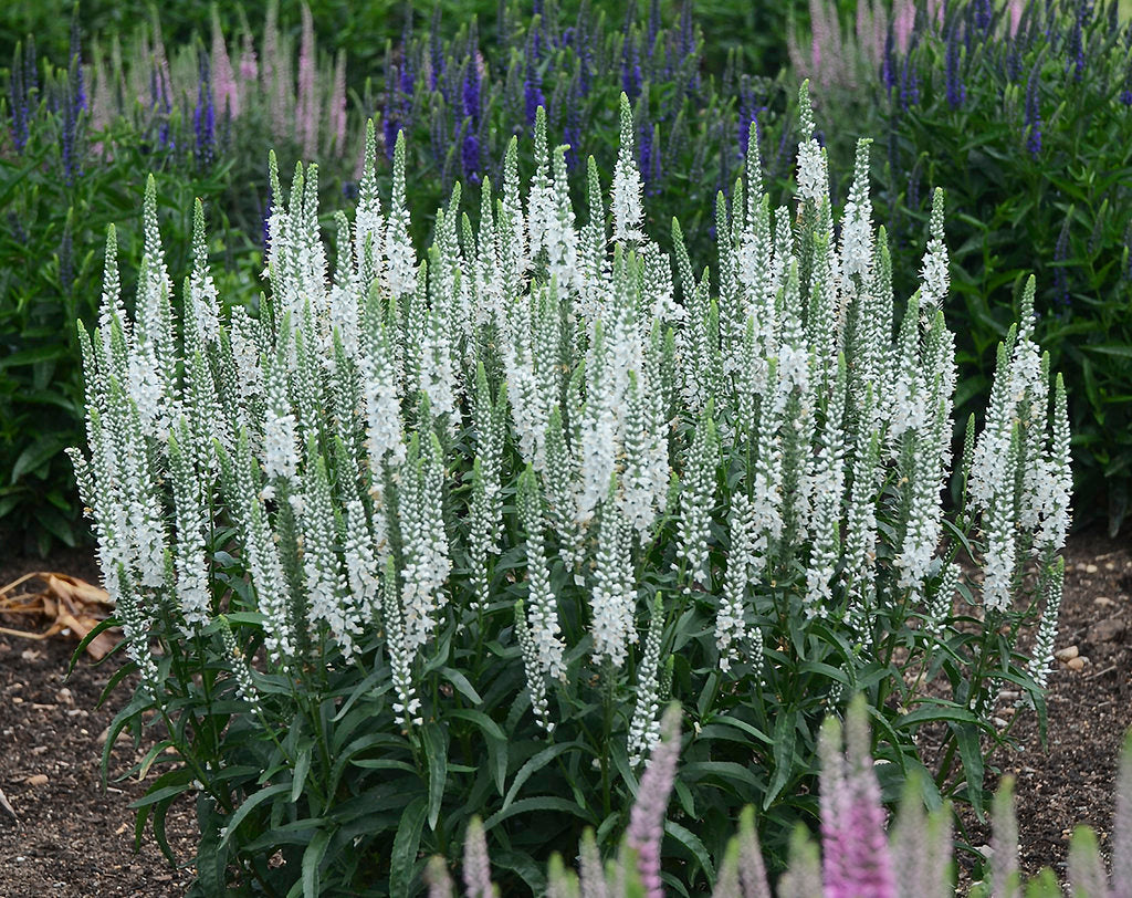 Veronica 'Magic Show White Wands'
