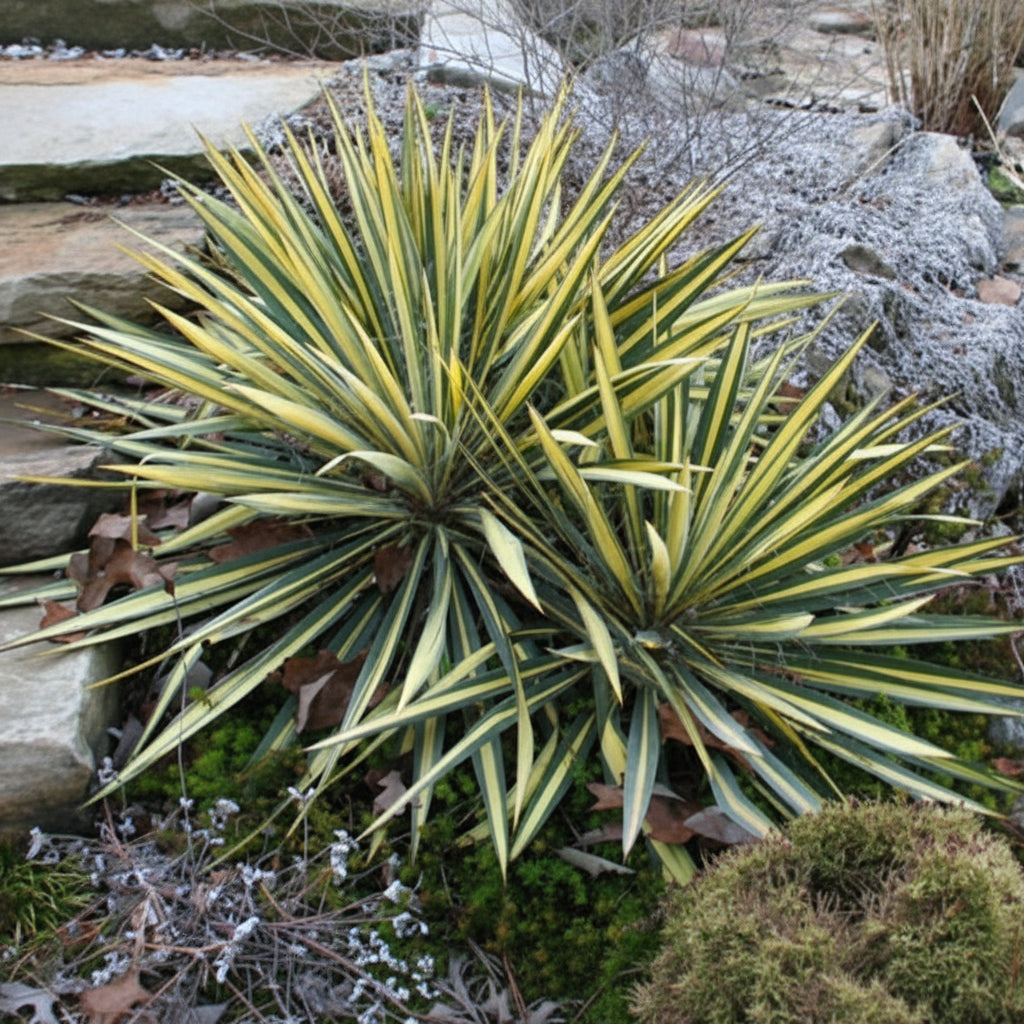 Yucca filamentosa 'Variegata'