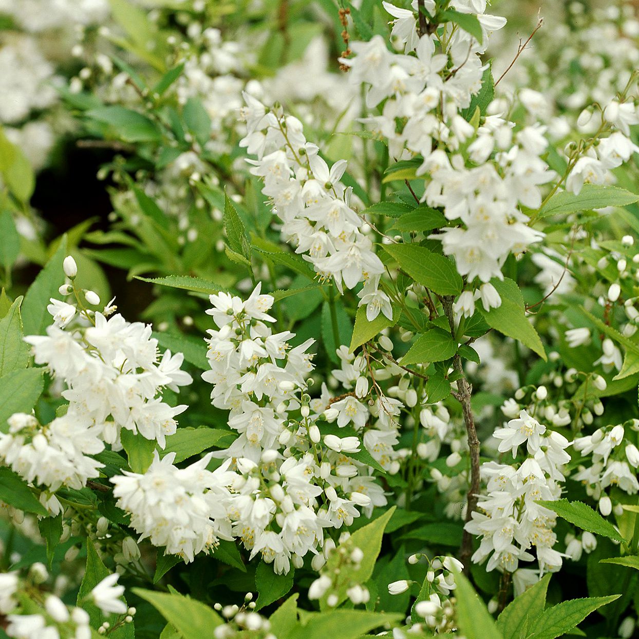 Deutzia gracilis