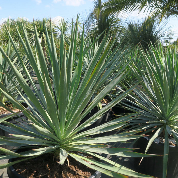 Yucca filamentosa