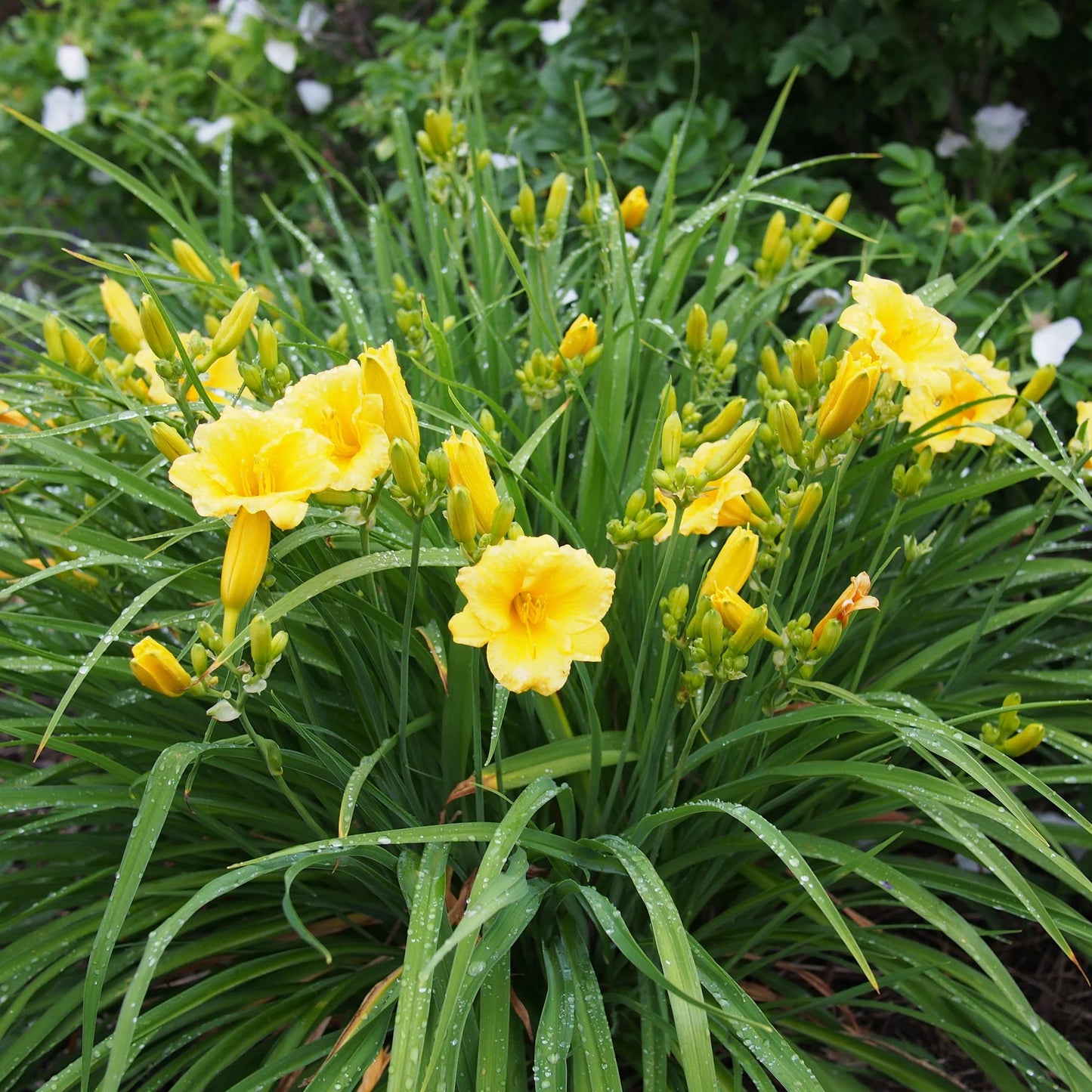 Hemerocallis 'Stella de Oro'