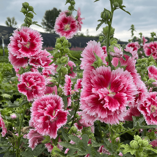 Alcea Rosea 'Fiesta Time'