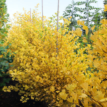 Ginkgo biloba 'Clair de Lune' (fastigié)