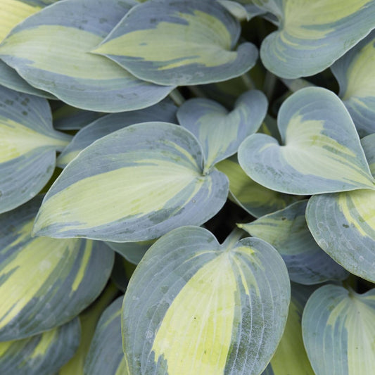 Hosta 'Catherine'