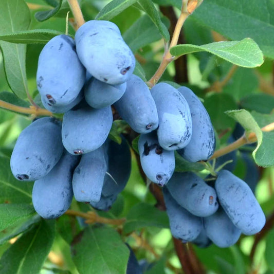 Lonicera caerulea 'Boreal Beast' (biologique)