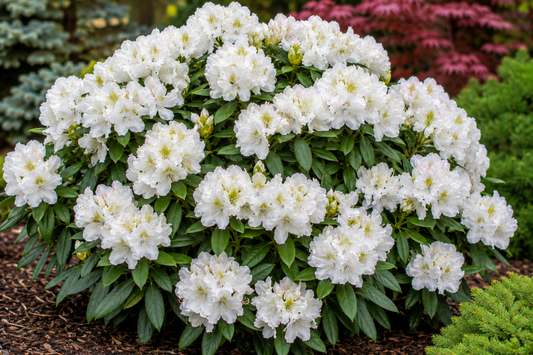 Rhododendron 'Cunningham's White'