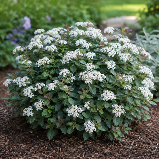 Spiraea media 'Double Play Blue Kazoo'