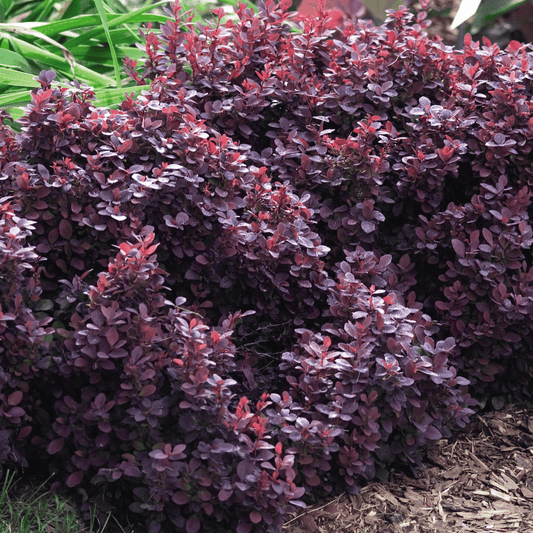 Berberis thunbergii 'Concorde'