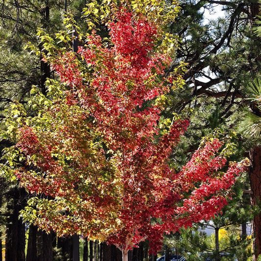 Acer freemanii 'Marmo'