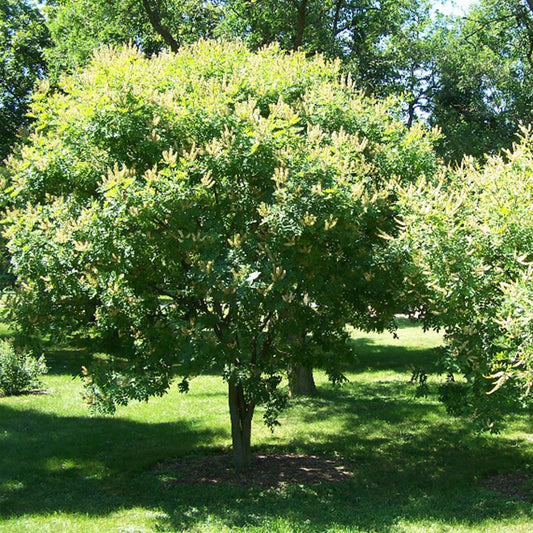 Maackia amurensis