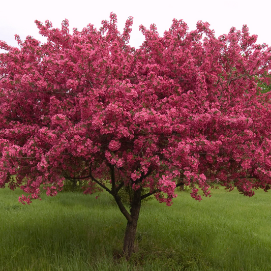 Malus 'Prairie Fire'