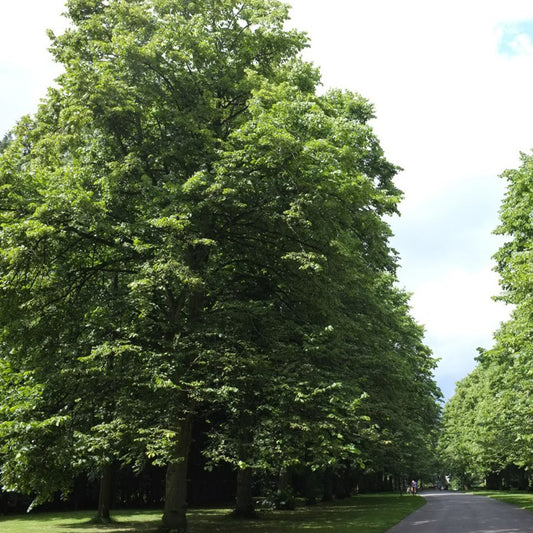 Tilia americana