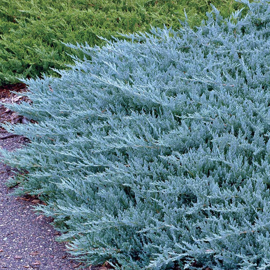 Juniperus horizontalis 'Blue Chip'