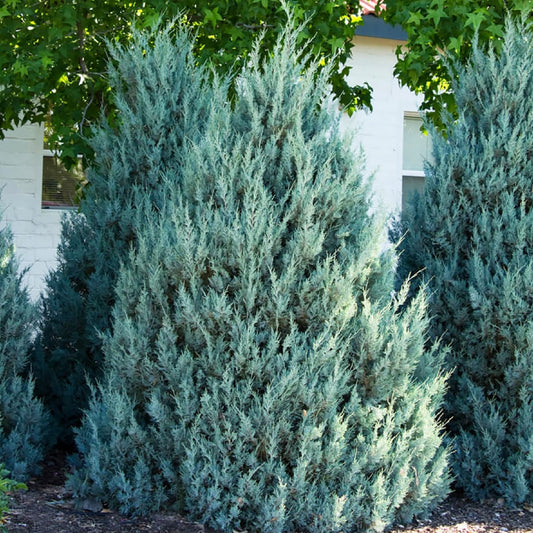 Juniperus scopulorum 'Wichita Blue'