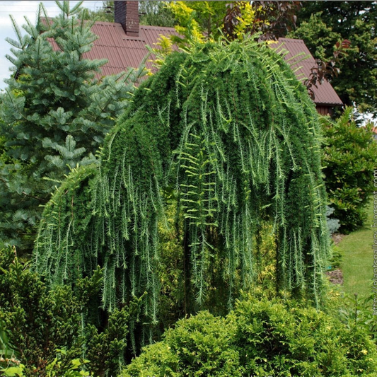 Larix decidua 'Pendula'