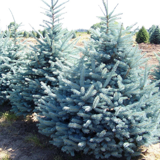 Picea pungens 'Fat Albert'