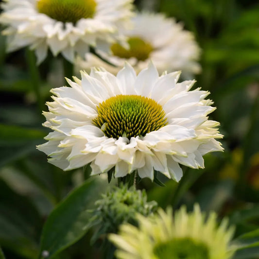 Echinacea 'Sunseekers White Perfection'