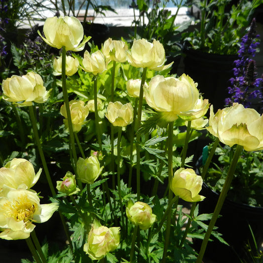 Trollius 'New Moon'